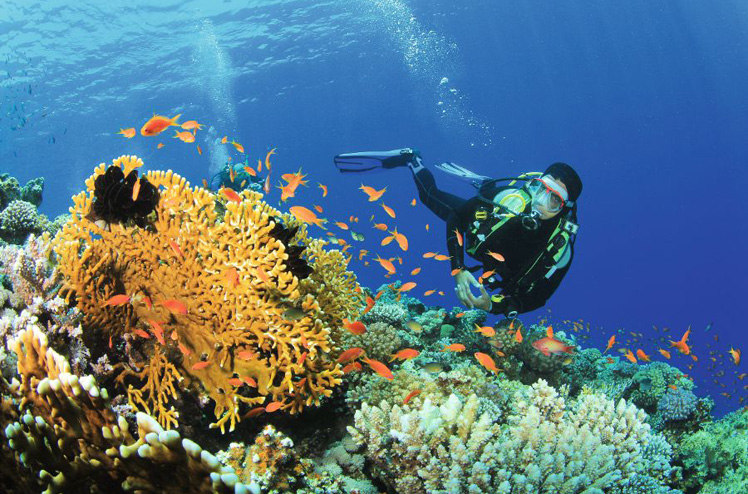 Scuba Diver explores a coral reef in the Red Sea