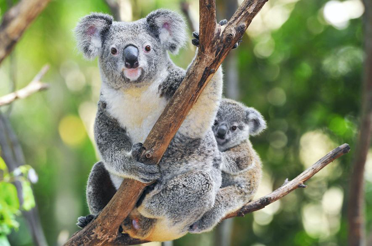 Australian Koala Bear with her baby, Sydney, Australia grey bear