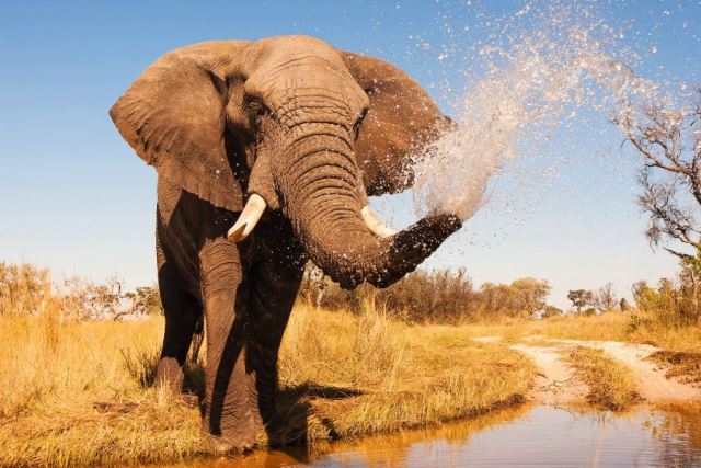 Wild African elephant in the wilderness