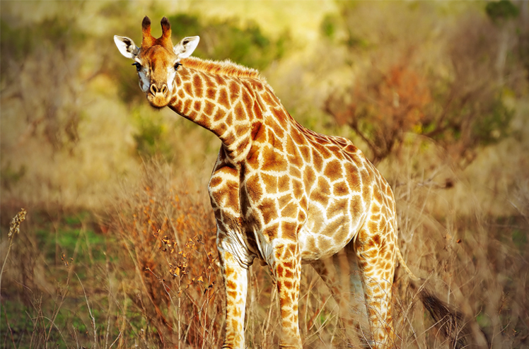 Botswana_Giraffe