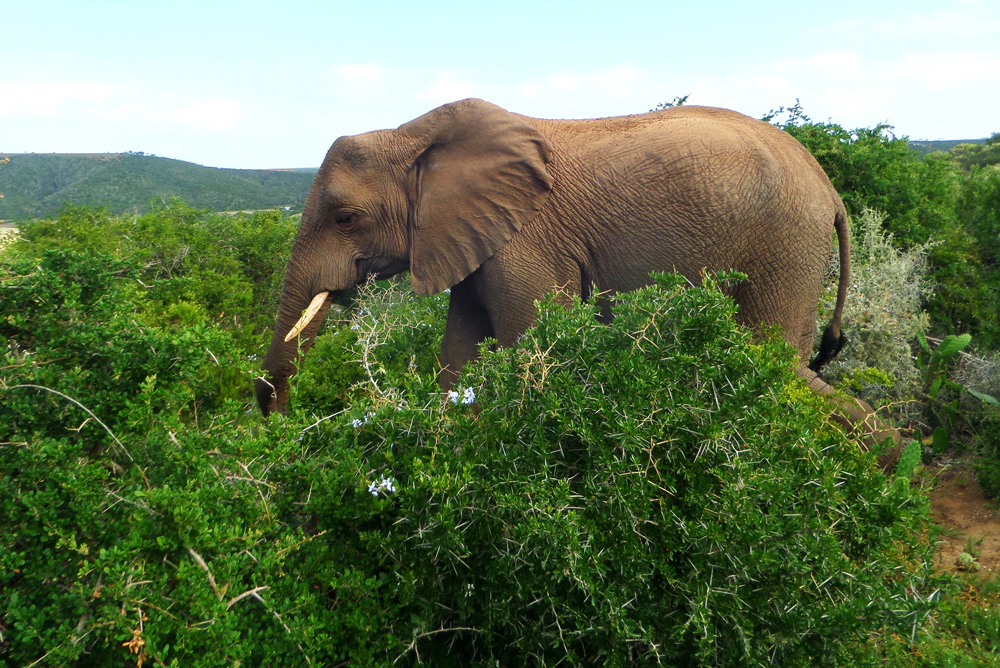 Botswana_VI