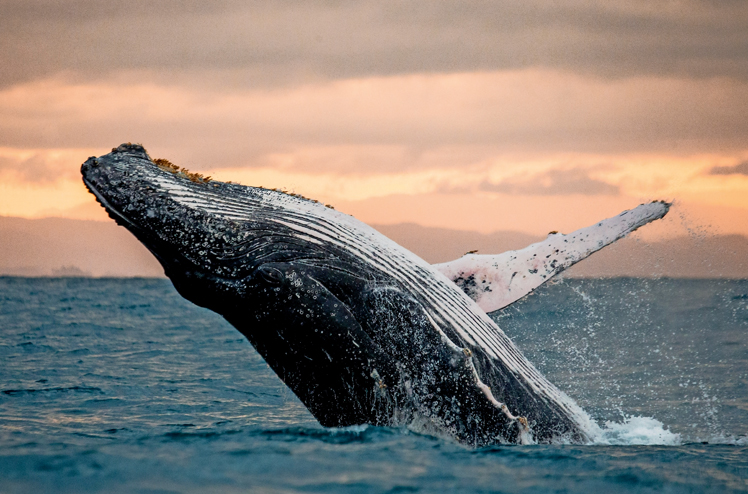 Jumping humpback whale over water. Madagascar. at sunset.