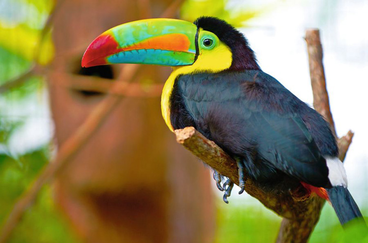 Tucan