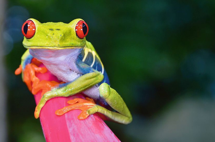 the red eyed tree frog or gaudy leaf frog or Agalychnis callidryas is a arboreal hylid native to tropical rainforests in Central America commonly panama and costa rica . Mistakenly also called the Green Tree Frog because of its overall rich green color and it has striking red eyes, blue flanks and orange feet and hands.