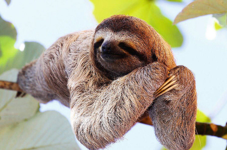 Sloth