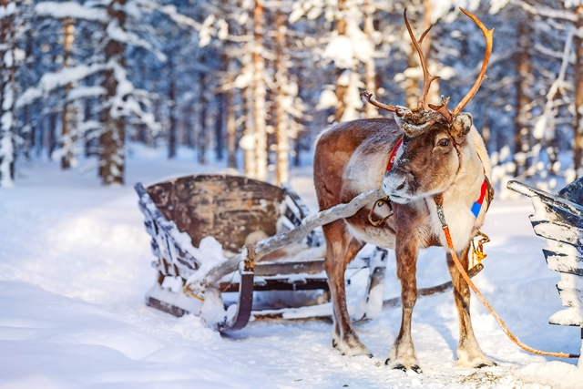 Reindeer safari