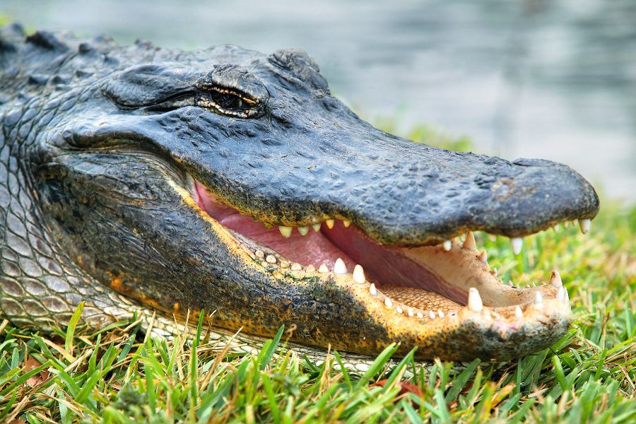 Alligator, Everglades, Florida, USA