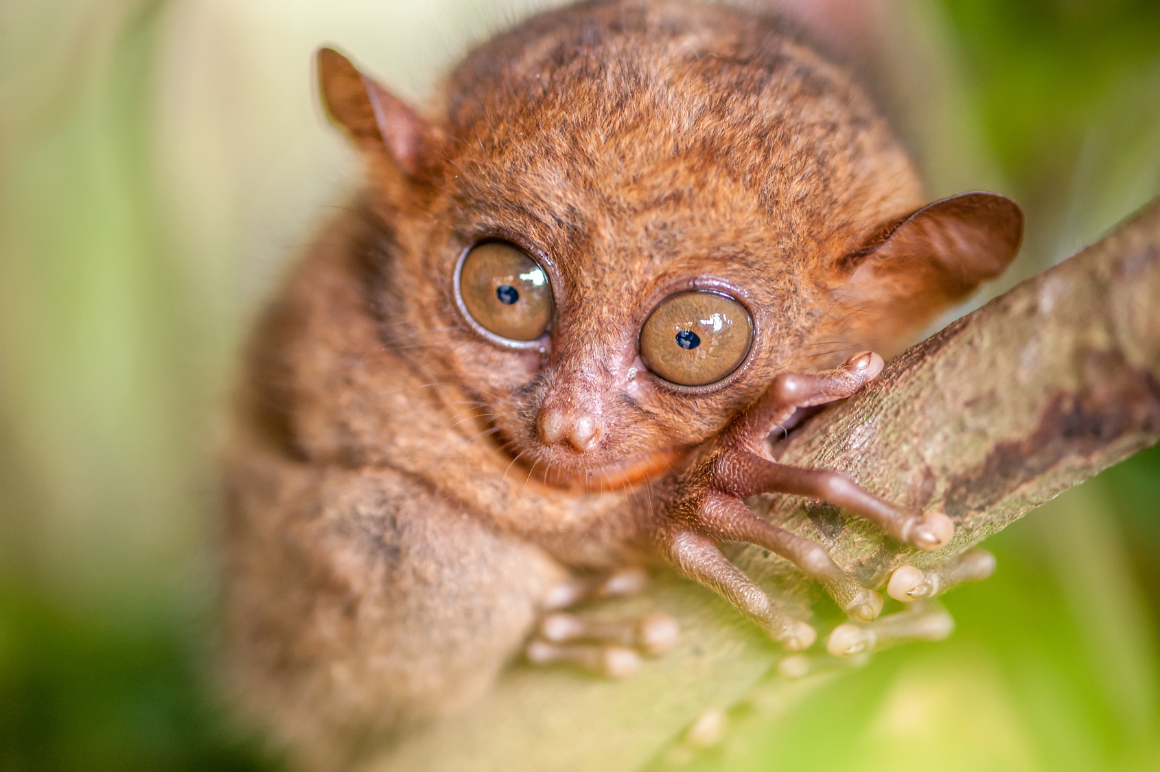 Tarsier monkey in natural environment, Philippines