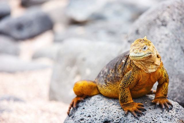 Land iguana endemic to the Galapagos islands, Ecuador