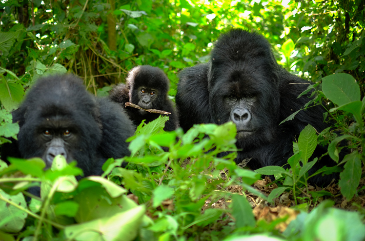 Family of mountain gorillas, incl silverback, baby, and mother looking into camera. The young baby gorilla has a stick between his teeth.