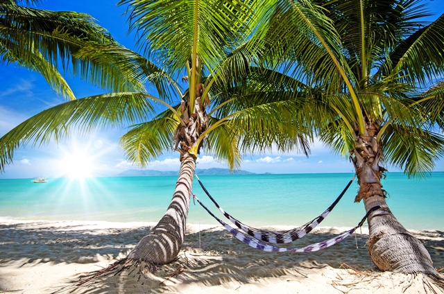 Karibischer Traumurlaub, Auszeit, Entspannung: Relaxen in Hängematte unter Palmen :)