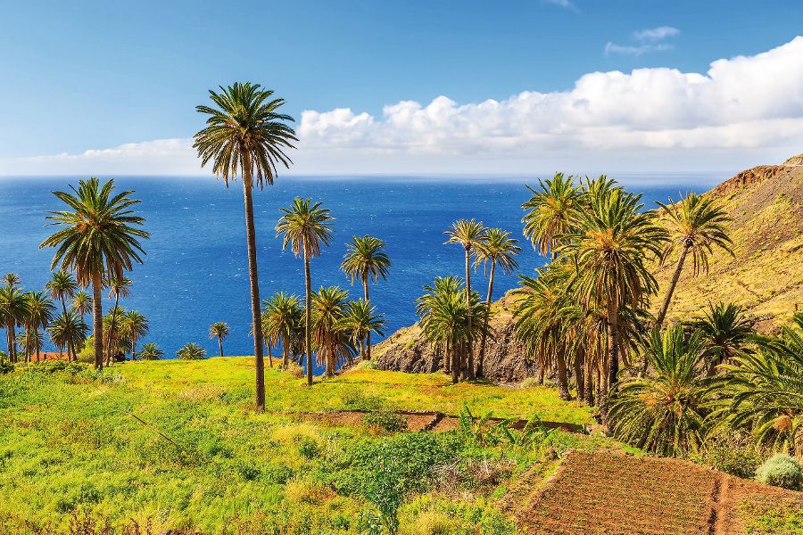 Palm trees in tropical landscape of La Gomera island in Taguluche mountain village, Canary Islands, Spain