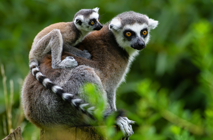 Lemur catta baby on the mother's back/Lemur catta baby and mother/Lemur Catta