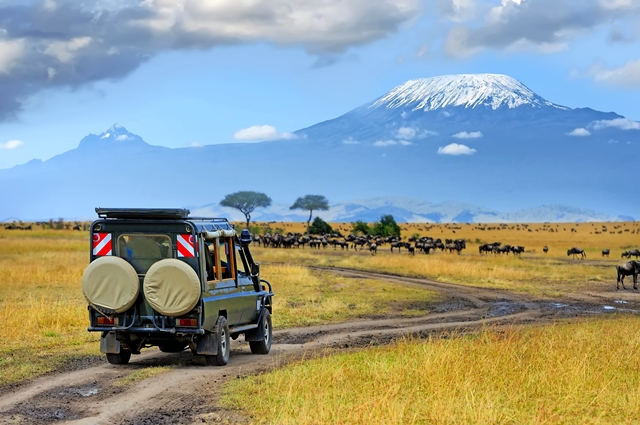 Safari game drive with the wildebeest