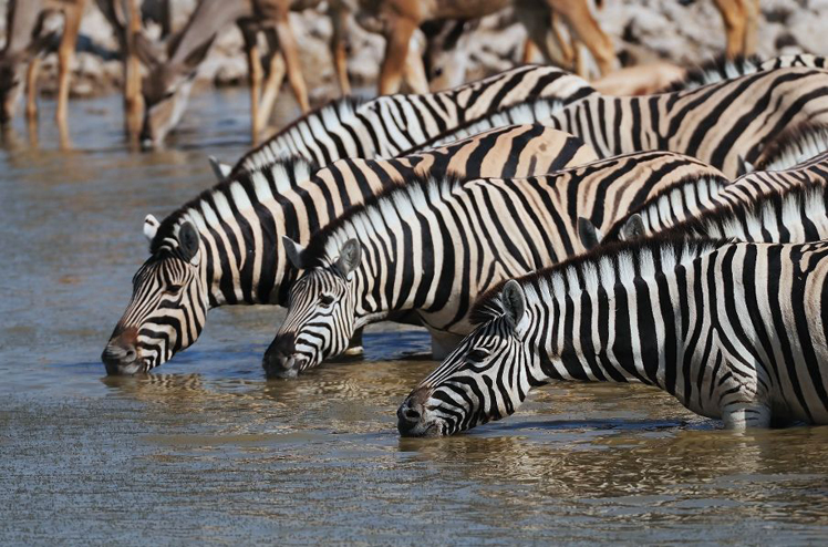 Steppenzebras, Etosha Nationalpark, Namibia