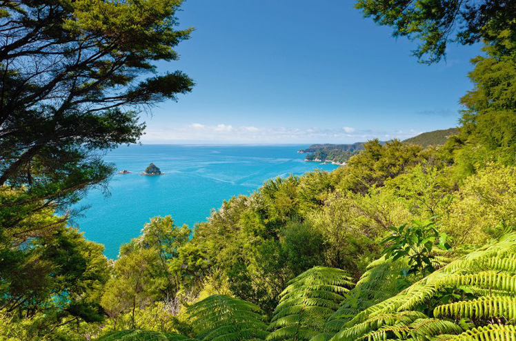 Lush sub-tropical forest vegetation of Abel Tasman National Park, South Island, New Zealand