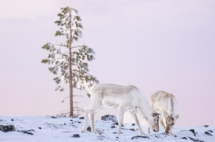 Nivunki_Village_Reindeer Snacking on Top of a Fell with Pink Skies