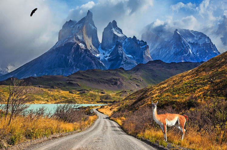 Chile, Patagonia, Torres del Paine National Park - Biosphere Reserve. Attentive guanaco on the lake Pehoe