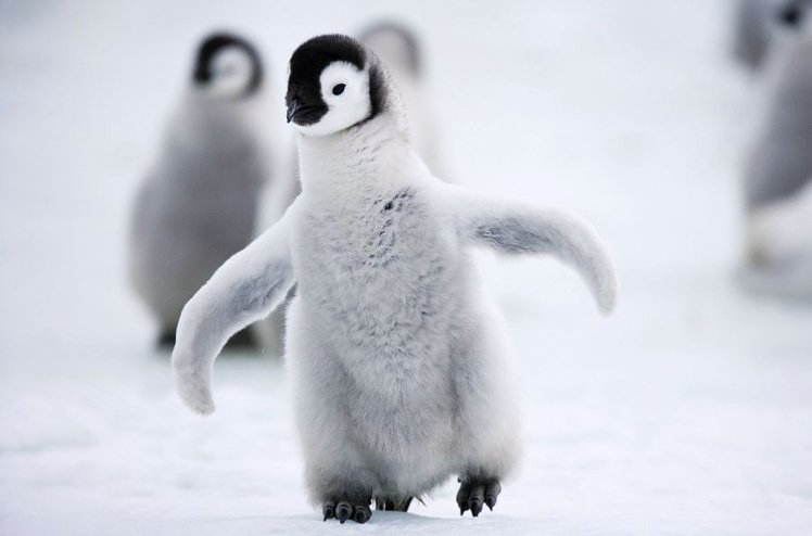 Aptenodytes forsteri, Kueken, Antarktis, Snow Hill Island, 10/2006, T.Milse