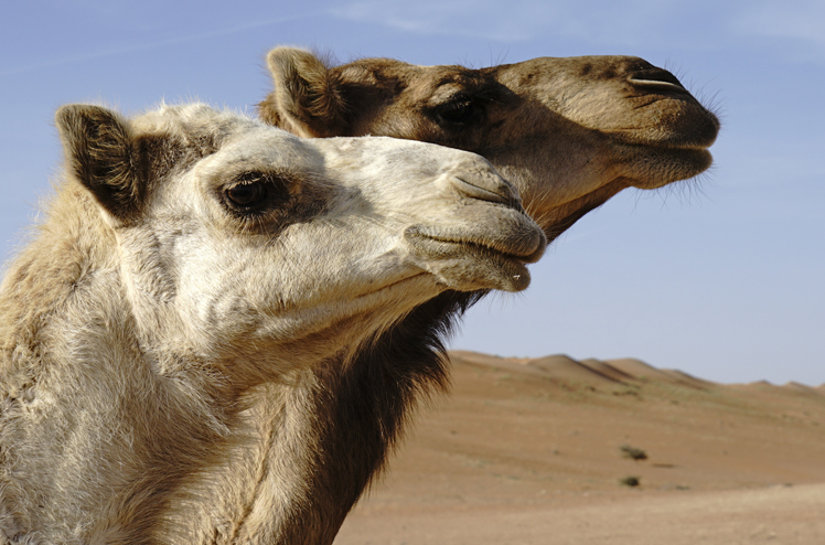 RB_Oman_CK_03