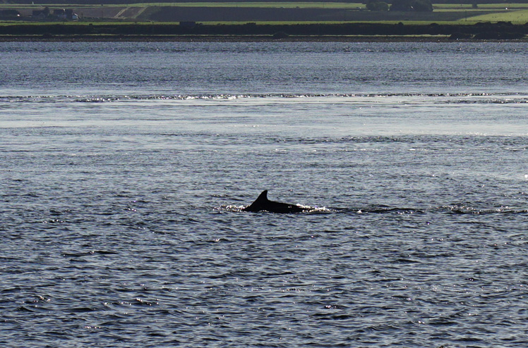 RB_Schottland_Black_Isle_02