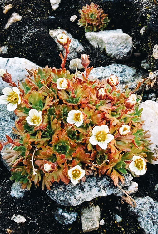 RB_Spitzbergen_04-CL