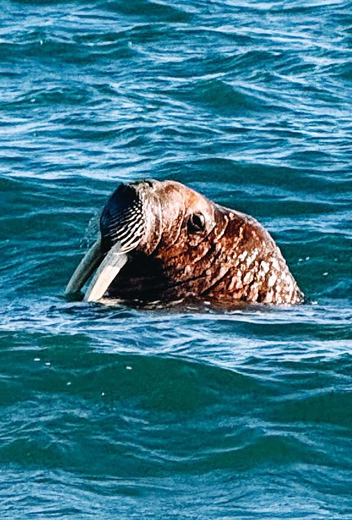 RB_Spitzbergen_08-CL