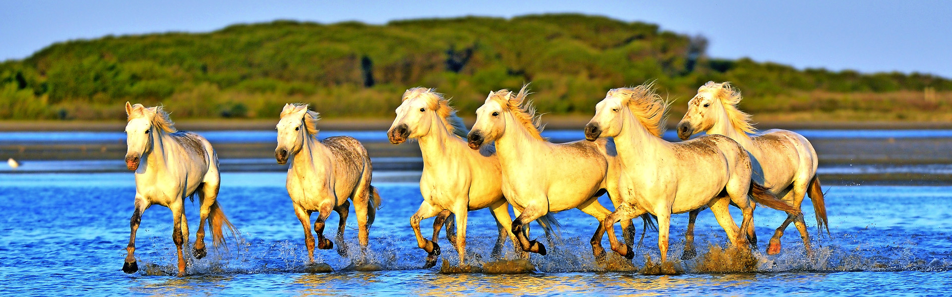 Herd of White Camargue horses run on water of the sea. France.