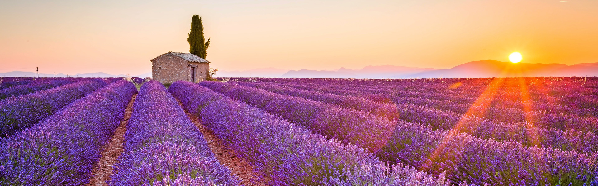 Valensole, Provence, France. Lavender field full of purple flowe