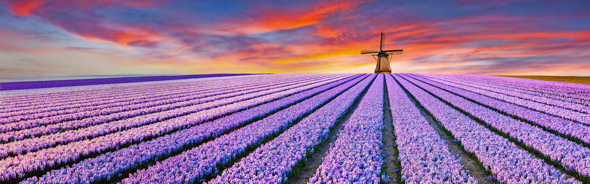 Dramatic spring scene on the flowers farm. Colorful sunset in Netherlands, Europe. Fields of blooming hyacinth flowers in Holland.