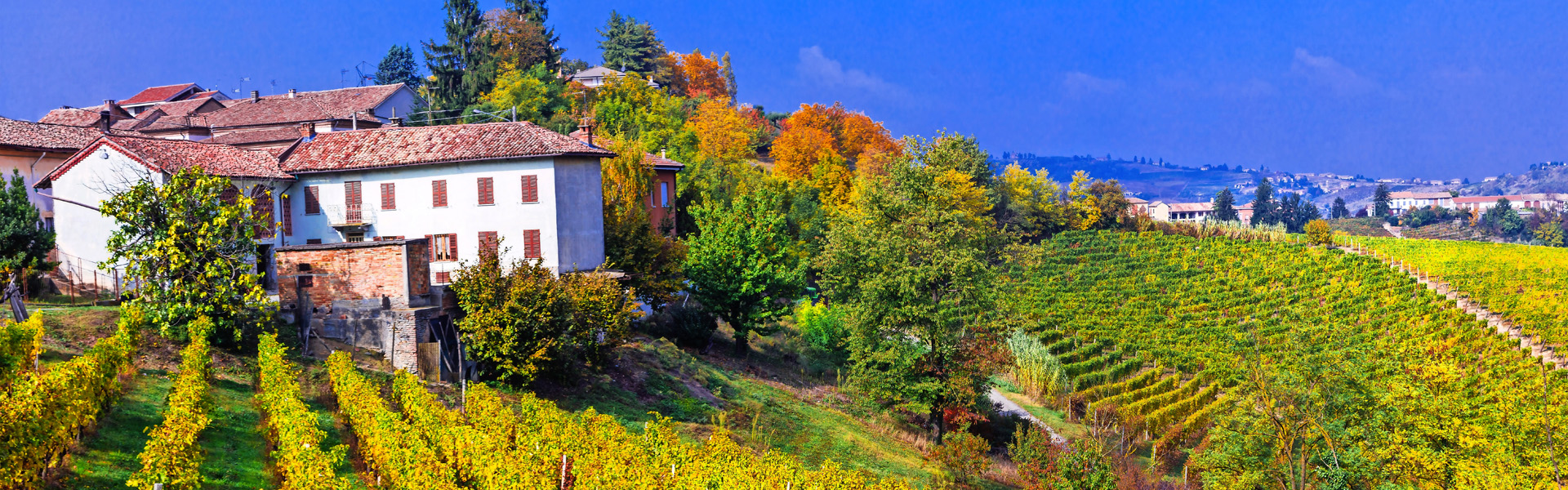 Scenic countryside with vineyards. Autumn scenery. Piedmont -vin