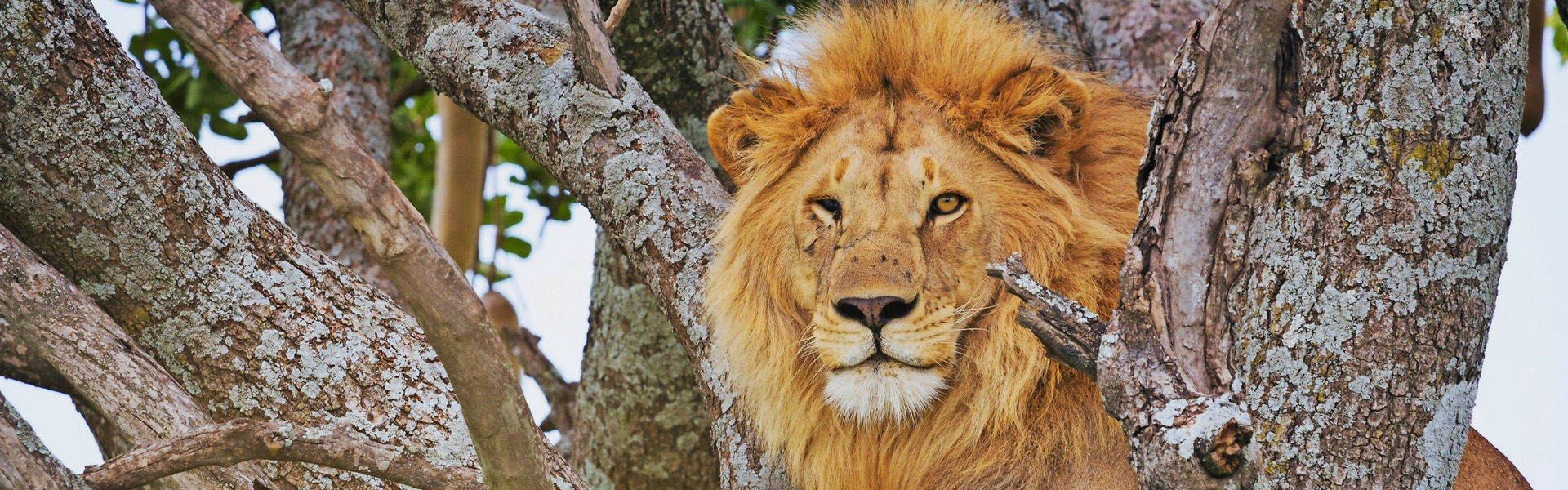 Male lion lying at tree. Serengeti national park, Tanzania
