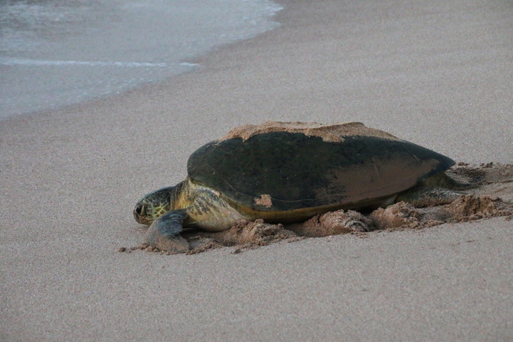 Schildkröte_MZ