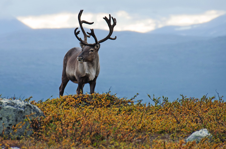 Reindeer