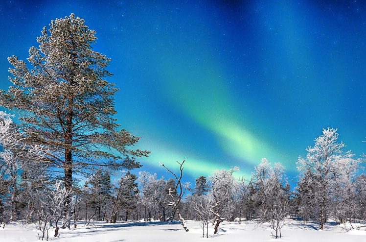 Panoramic view of amazing Aurora Borealis northern lights over beautiful winter wonderland scenery with trees and snow on a scenic cold night in Scandinavia, northern Europe
