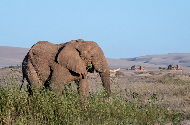 Shipwreck Lodge - Elephant with lodge in background
