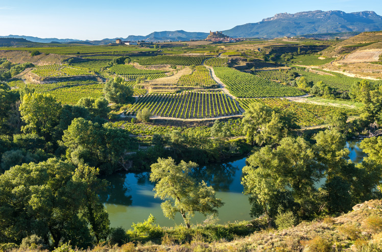 Vineyard, San Vicente de la Sonsierra as background, La Rioja (S