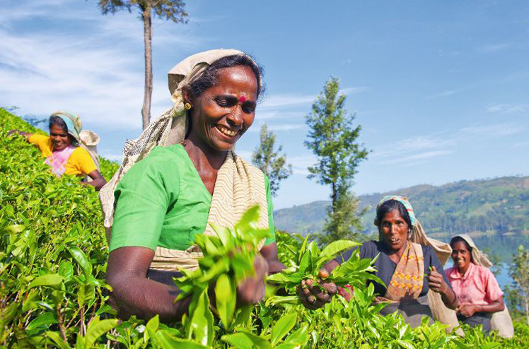 Women tea pickers in Sri lanka.