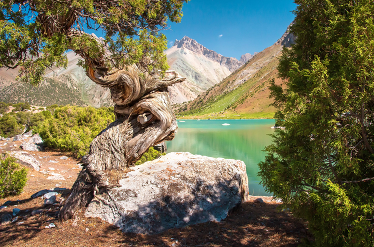 Archa tree on shore of turquoise Kulikalon lake in Fann mountains, Pamir Alay, Tajikistan. Beautiful nature mountain landscape