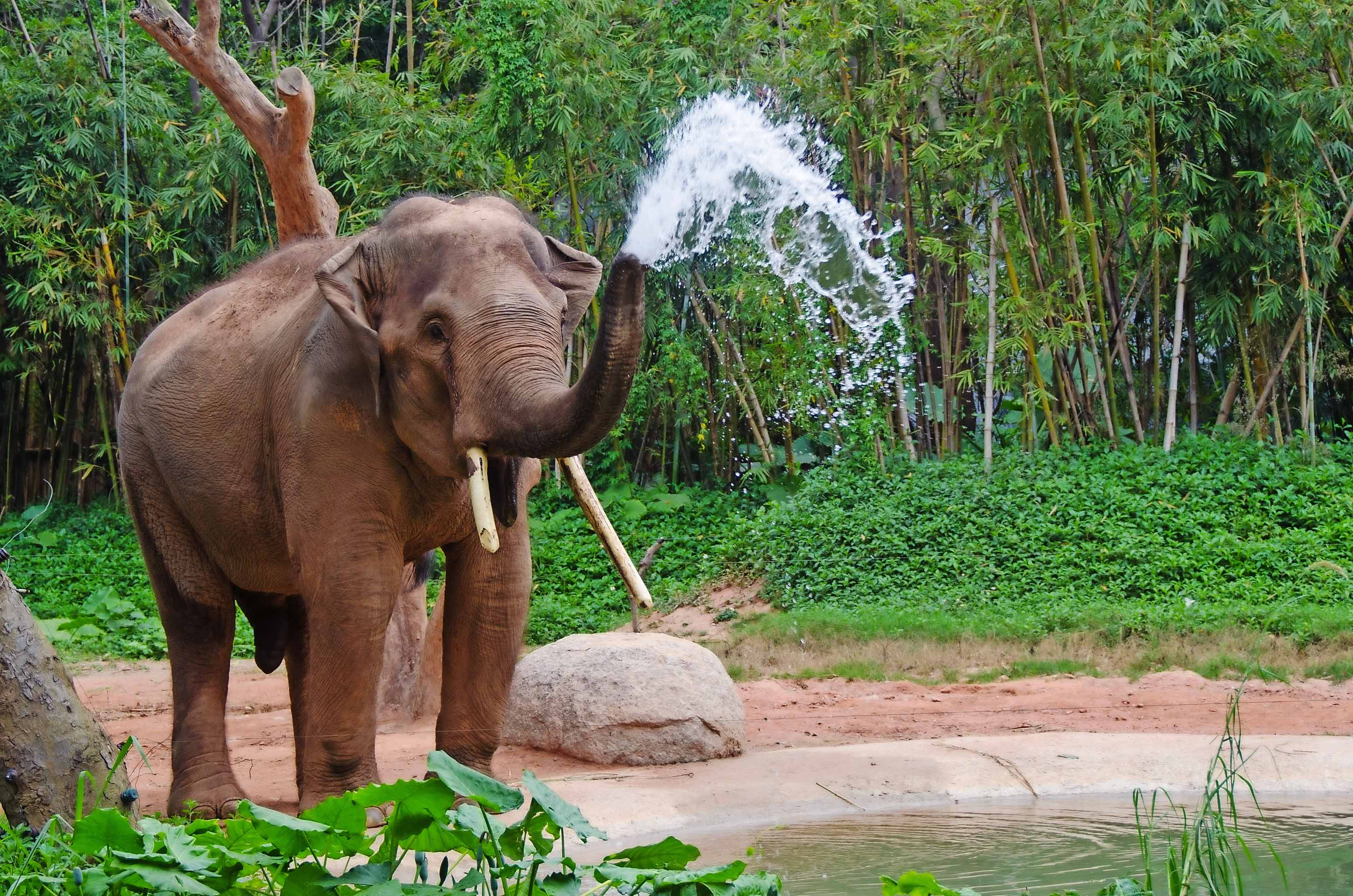 Elephant make water spray - shower